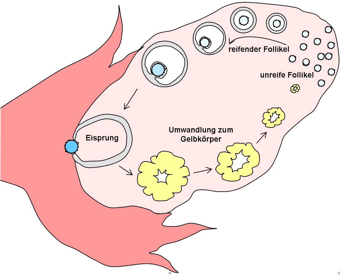 Titelbild des Artikels