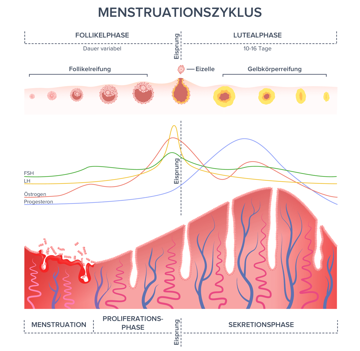 Menstruationszyklus: Follikelphase dauert bis zum Eisprung und ist in der Länger variabel, danach folgt die Lutealphase, die fast immer 10–16 Tage lang ist