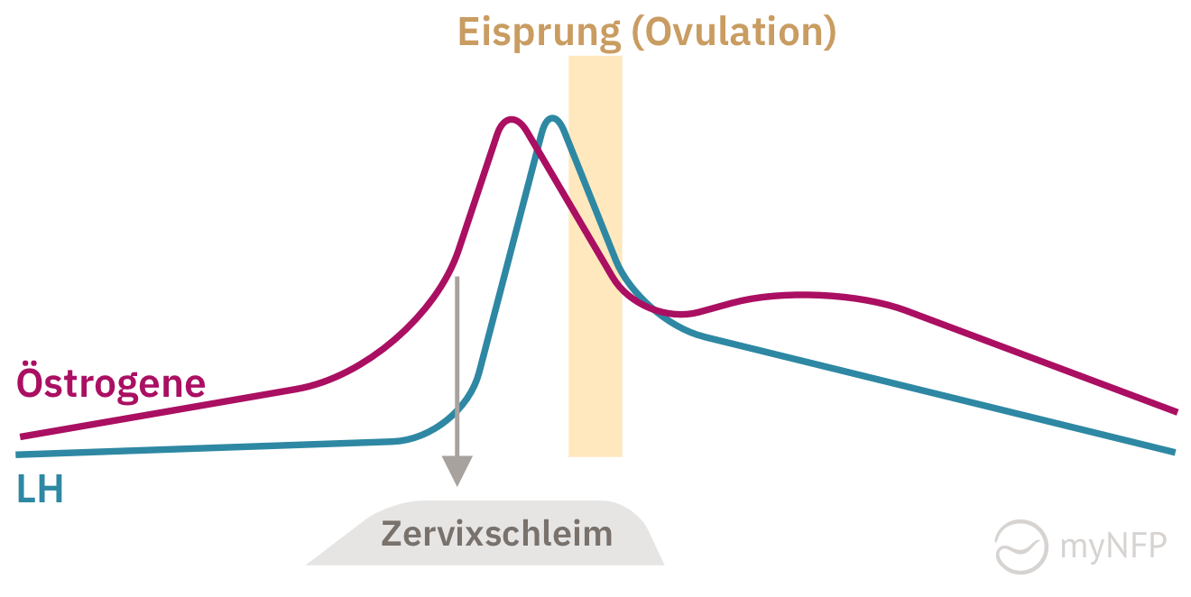 Östrogenanstieg, LH-Peak, gefolgt vom Eisprung (Ovulation). Östrogen verändert den Zervixschleim und macht ihn fruchtbar