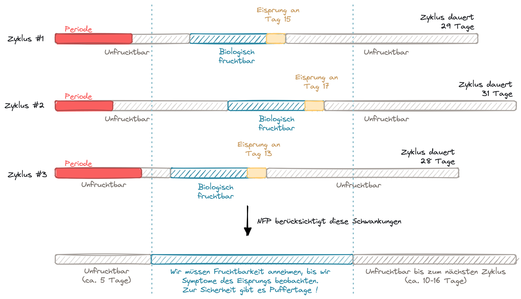 Der schwankende Eisprung bildlich erklärt