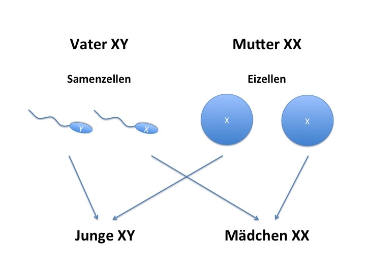 Eisprung junge mädchen Mädchen oder